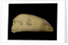 Whale tooth by Unknown