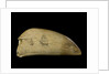 Whale tooth by Unknown