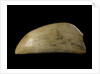 Whale tooth by unknown