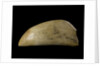 Whale tooth by unknown