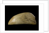 Whale tooth by unknown