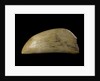 Whale tooth by unknown