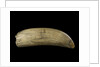 Whale tooth by unknown