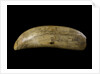 Whale tooth by unknown