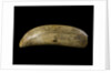 Whale tooth by unknown