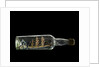 Ship model in a bottle by Robert Orr