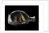 Ship model in a bottle by Dr Mark Lester