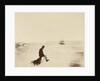 Winter quarters of the 'Alert'; Cape Rawson in the distance; Mr White and 'Nelly', during British Arctic Expedition, 1875-1876. by George White