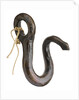 Boat sheet hook by unknown
