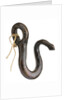 Boat sheet hook by unknown