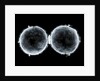 Globe x-ray by West