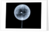 Globe x-ray by Charles Price