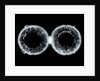 Globe x-ray by Nicolas Lane