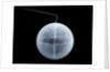 Globe x-ray by William Palmer