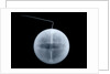 Globe x-ray by William Palmer