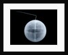 Globe x-ray by William Palmer