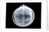 Globe x-ray by John Senex