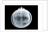 Globe x-ray by John Senex