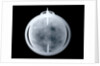 Globe x-ray by John Senex