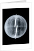 Globe x-ray by Newton & Co.