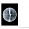 Globe x-ray by Newton & Co.
