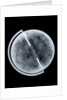 Globe x-ray by Newton Son & Berry