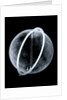 Globe x-ray by Johann Gabriel Doppelmayr