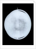 Globe x-ray by Willem Jansz Blaeu