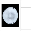 Globe x-ray by Willem Jansz Blaeu