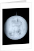 Globe x-ray by Georg Christoph Eimmart