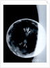Globe x-ray by Johann Gabriel Doppelmayr