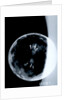 Globe x-ray by Johann Gabriel Doppelmayr
