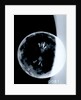 Globe x-ray by Johann Gabriel Doppelmayr