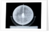 Globe x-ray by William Bardin