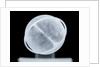 Globe x-ray by William Bardin