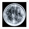 Globe x-ray by Jacques Hardy