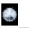 Globe x-ray by Charles Price