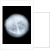 Globe x-ray by Charles Price