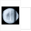 Globe x-ray by Jacques de La Feuille