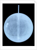 Globe x-ray by William Bardin