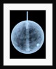 Globe x-ray by William Bardin