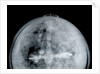 Globe x-ray by Jacob Aertsz Colom