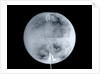 Globe x-ray by Herman Moll