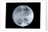 Globe x-ray by Herman Moll