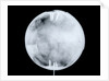 Globe x-ray by Herman Moll