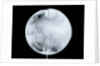 Globe x-ray by Herman Moll