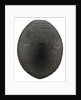 Coconut flask by unknown