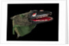 Puppet 'Crocodile', part of Punch and Judy set by unknown