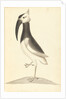 Plate from 'A Narrative of Commodore Anson's into the Great South Sea and Round the World' by unknown