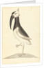 Plate from 'A Narrative of Commodore Anson's into the Great South Sea and Round the World' by unknown